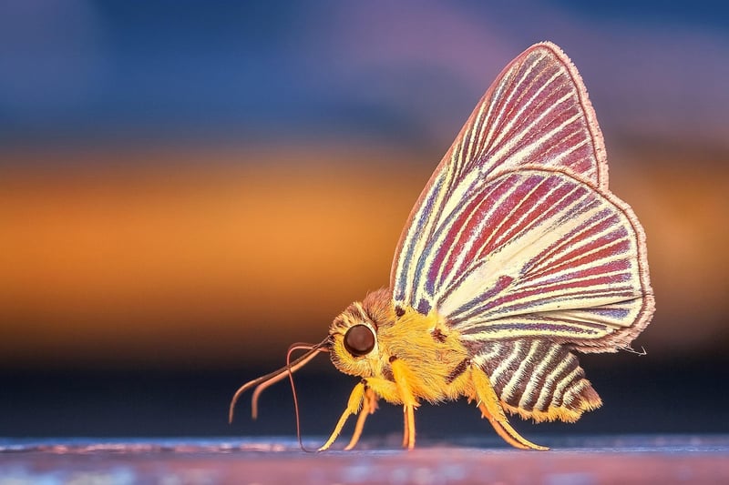 Butterfly Effect Image